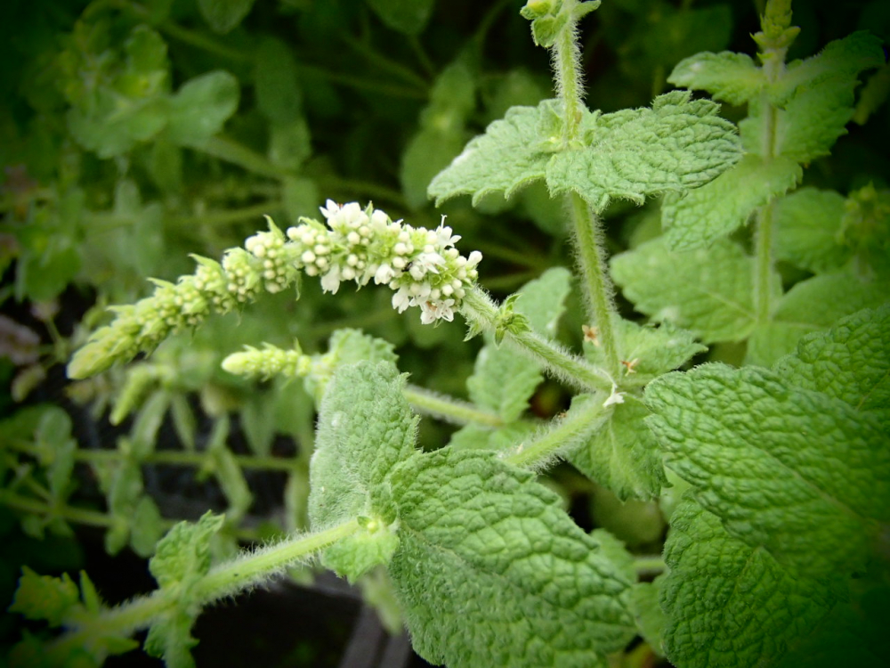 18863 / Mentha arvensis var.including 'Banana & Citrus'